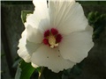 hibiskus